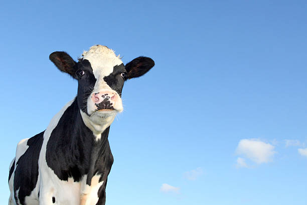 istock holstein cow against a blue sky 156516927