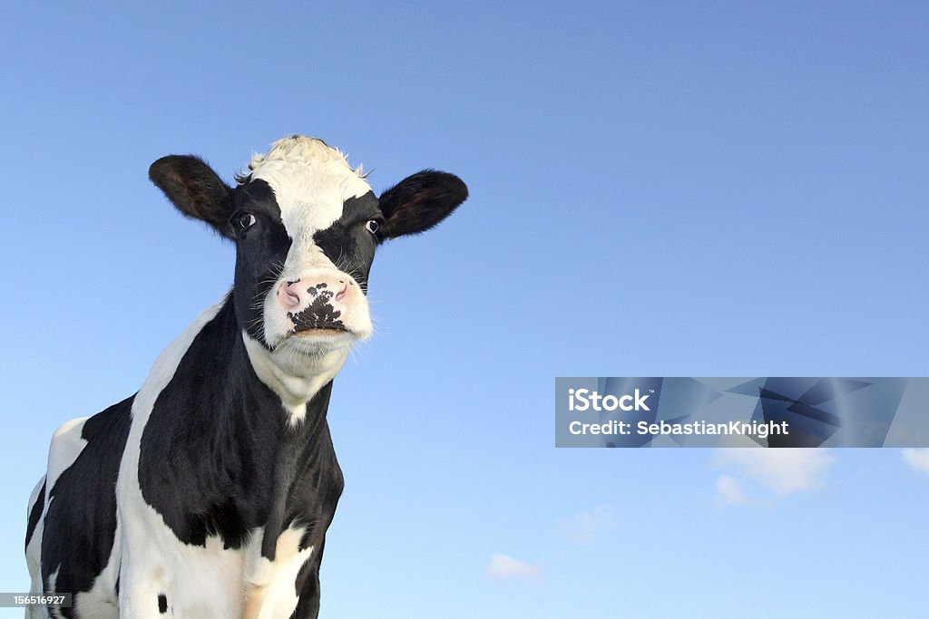 holstein vaca contra um céu azul - Royalty-free Gado Holstein-Friesian Foto de stock