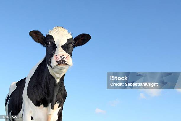 Holstein Vaca Contra Um Céu Azul - Fotografias de stock e mais imagens de Gado Holstein-Friesian - Gado Holstein-Friesian, Agricultura, Animal