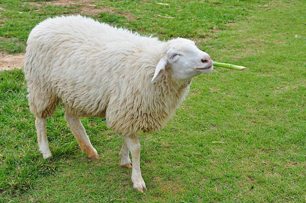 Cute sheep. stock photo