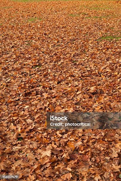 オータムリーフカバー - かえでの葉のストックフォトや画像を多数ご用意 - かえでの葉, カラー背景, 人物なし