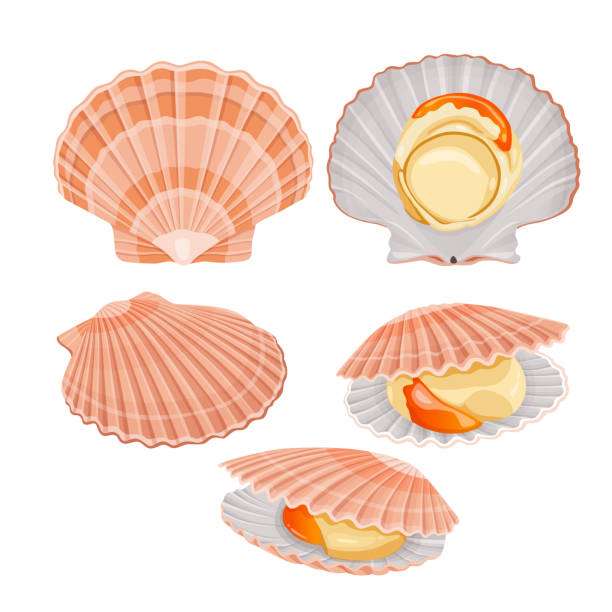 Scallops Graphics 85,900+ Scallops Stock Photos, Pictures & Royalty-Free Images - iStock