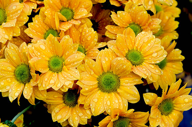 Chrysanthemum with raindrops stock photo