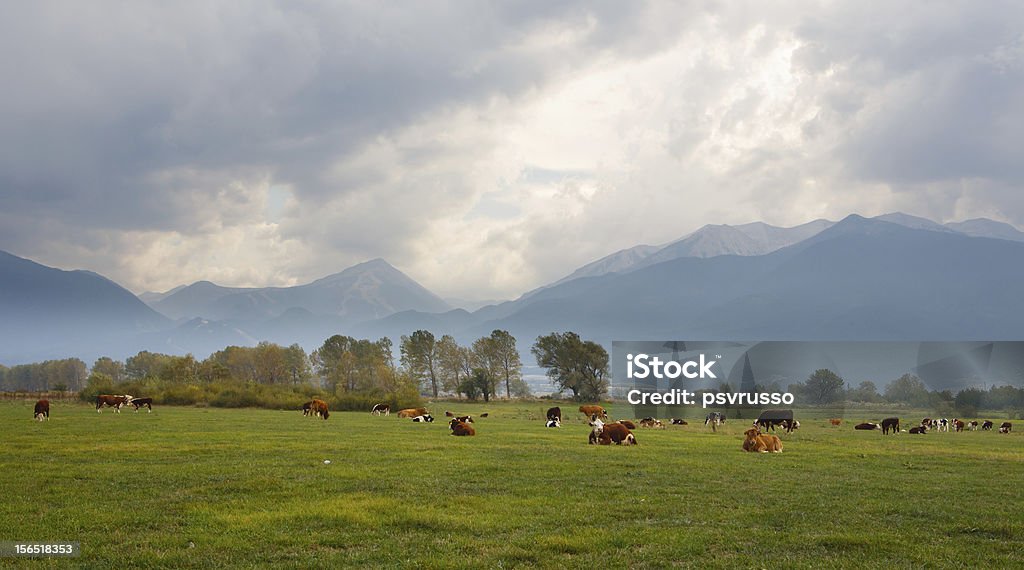 Rebanho de vacas - Foto de stock de Agricultura royalty-free
