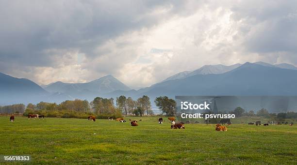 Foto de Rebanho De Vacas e mais fotos de stock de Agricultura - Agricultura, Animal, Animal de Fazenda