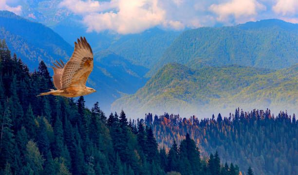 istock Fog covering on the mountain forest with red tailed hawk 1565184285