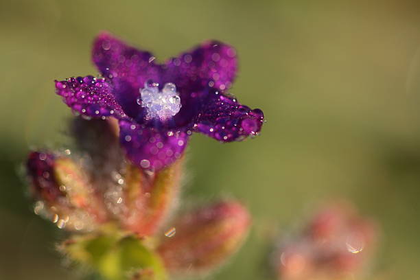 Dewy flor - foto de stock