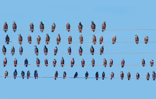 Starlings sitting on a electrical wire against blue sky
