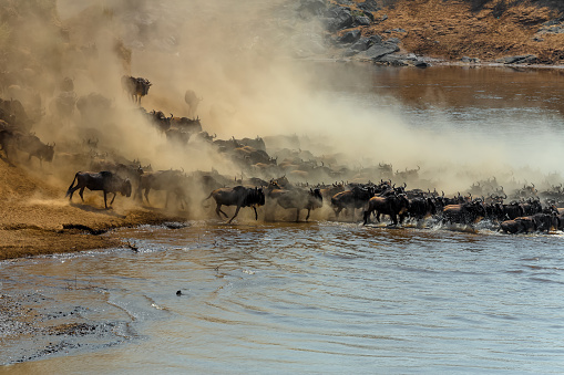 Wildebeest Antelopes in Mara River at Great Migration