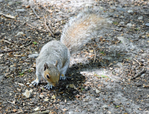 istock Grey squirrel camouflaged by the forest floor. Close up 1565199849