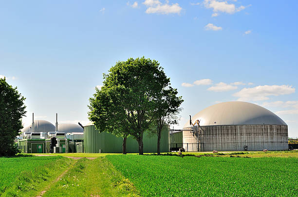 combustible biológico planta. - silage field hay cultivated land fotografías e imágenes de stock