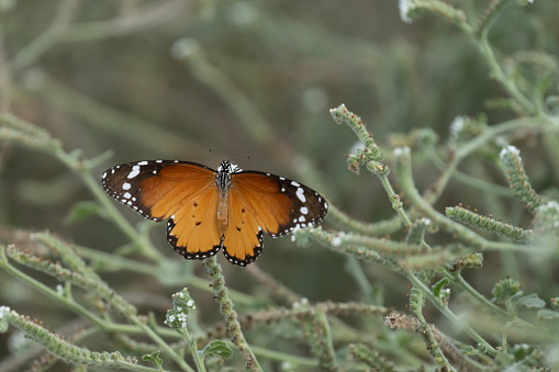 A butterfly in a park near Valencia, Spain.  Photo by Bob Gwaltney.