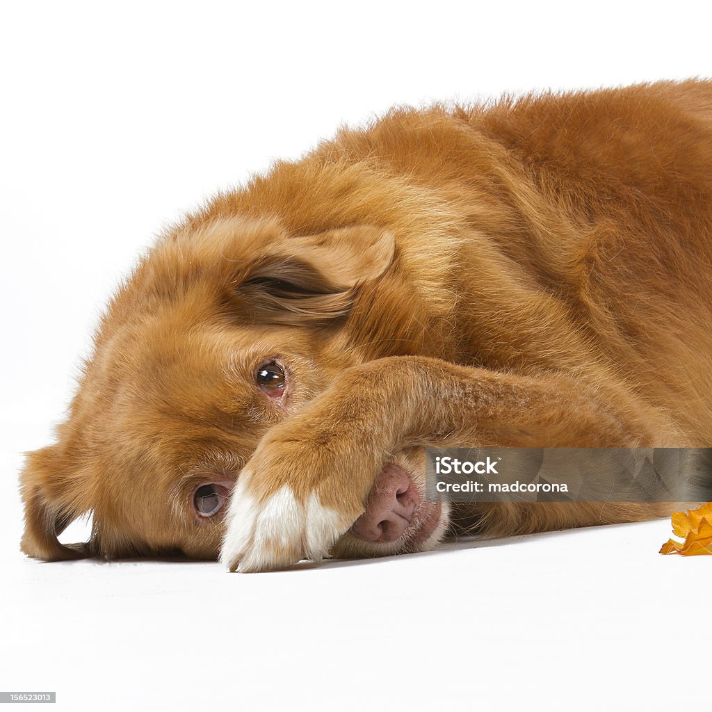 ashamed novia scotia duck tolling retriever dog looking as if he is ashamed on a white background Dog Stock Photo