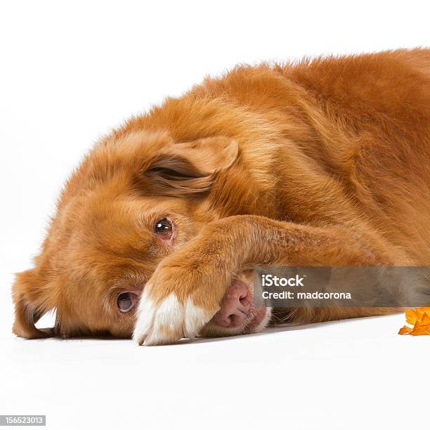 Ashamed Novia Scotia Duck Tolling Retriever Stock Photo - Download Image Now - Dog, Embarrassment, Guilt