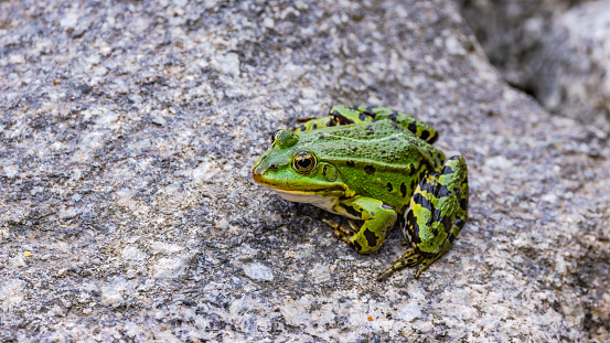 grown frog sleeps in a hole in a wall i thailand