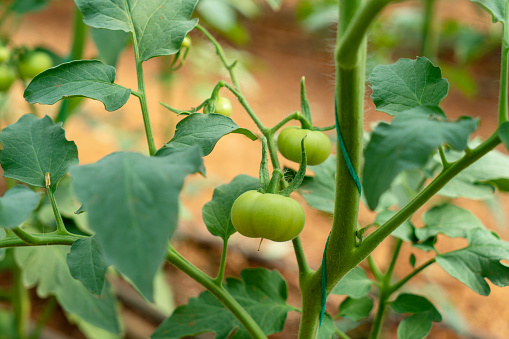 Thriving and growing lush tomatoes in a controlled greenhouse environment.