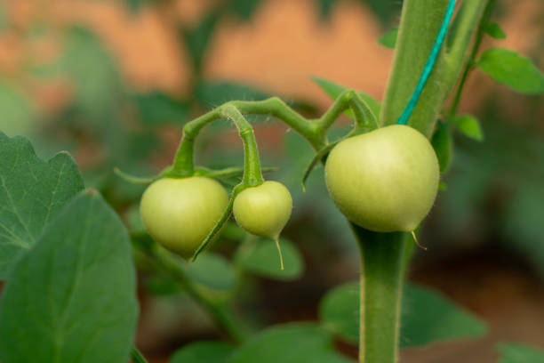 Thriving and growing lush tomatoes in a controlled greenhouse environment.