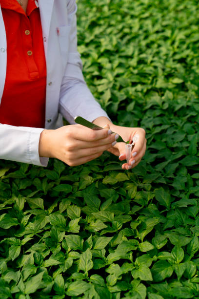 ピンセットで制御された環境で植物サンプルを収集する精密農業の専門家-農学者 - agriculture research science biology ストックフォトと画像