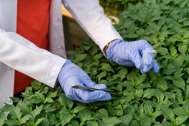 experto en agricultura de precisión recolectando muestras de plantas en ambiente controlado con pinzas -agrónomo - tomato genetic modification biotechnology green fotografías e imágenes de stock