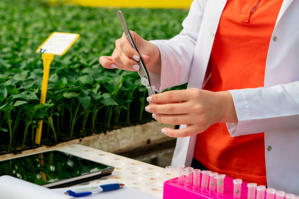 experte für präzisionslandwirtschaft sammelt pflanzenproben in kontrollierter umgebung mit pinzette - agronom - tomato genetic modification biotechnology green stock-fotos und bilder