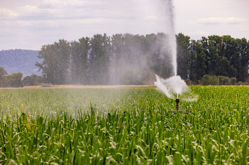 Sprinkler of an irrigation in an agricultural field with corn in summer, Germany