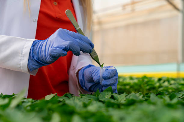 experte für präzisionslandwirtschaft sammelt pflanzenproben in kontrollierter umgebung mit pinzette - agronom - genetic modification dna tomato genetic research stock-fotos und bilder