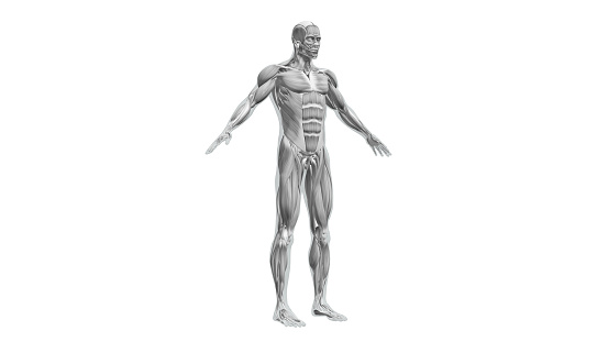 The human muscle system is a complex network of muscles that work together to enable movement, maintain posture, and perform various bodily functions. Muscles are soft tissues composed of muscle cells (muscle fibers) that have the unique ability to contract and generate force. They are categorized into three main types: skeletal muscles, smooth muscles, and cardiac muscles.