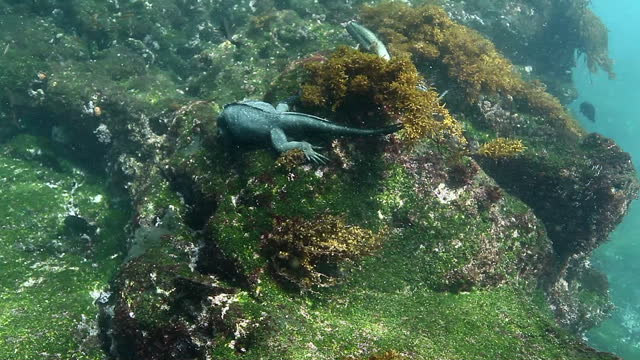 Two Galapagos marine Iguana crawling on rocks underwater ocean.