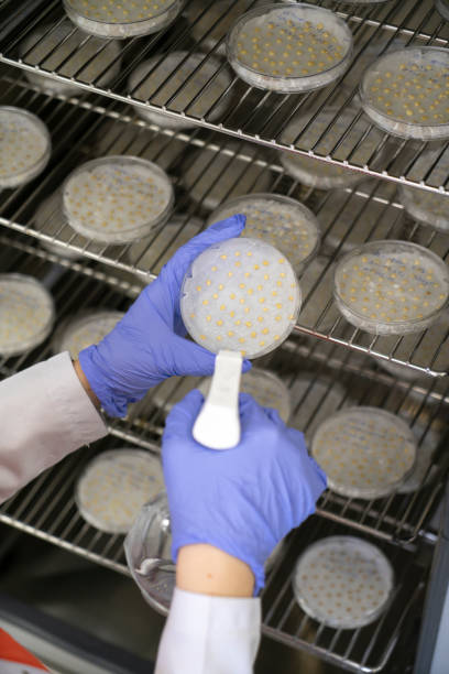 istock Plant seeds grown in a controlled environment laboratory 1565252189