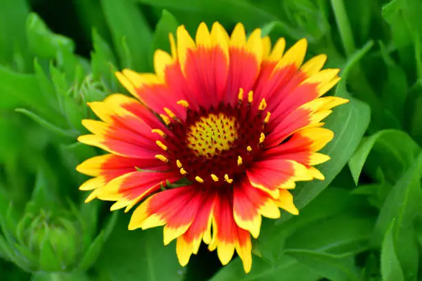 Gaillardia, commonly called blanket flower, is a species of flowering plant in the sunflower family. Gaillardia features daisy-like flowers in a wide variety of colors, but usually featuring yellow to orange to red rays with 
maroon to orange banding at the petal bases and dark burgundy center disk. The blooming time is from June to September.
The common name is derived from the bright flower patterns that resemble blankets woven by American Indians.