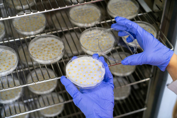 Plant seeds grown in a controlled environment laboratory