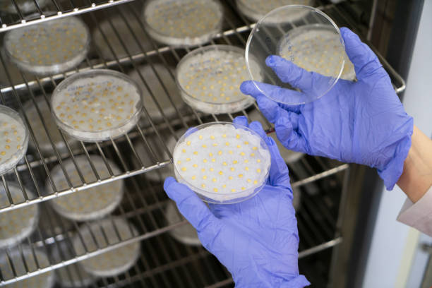 istock Plant seeds grown in a controlled environment laboratory 1565255900