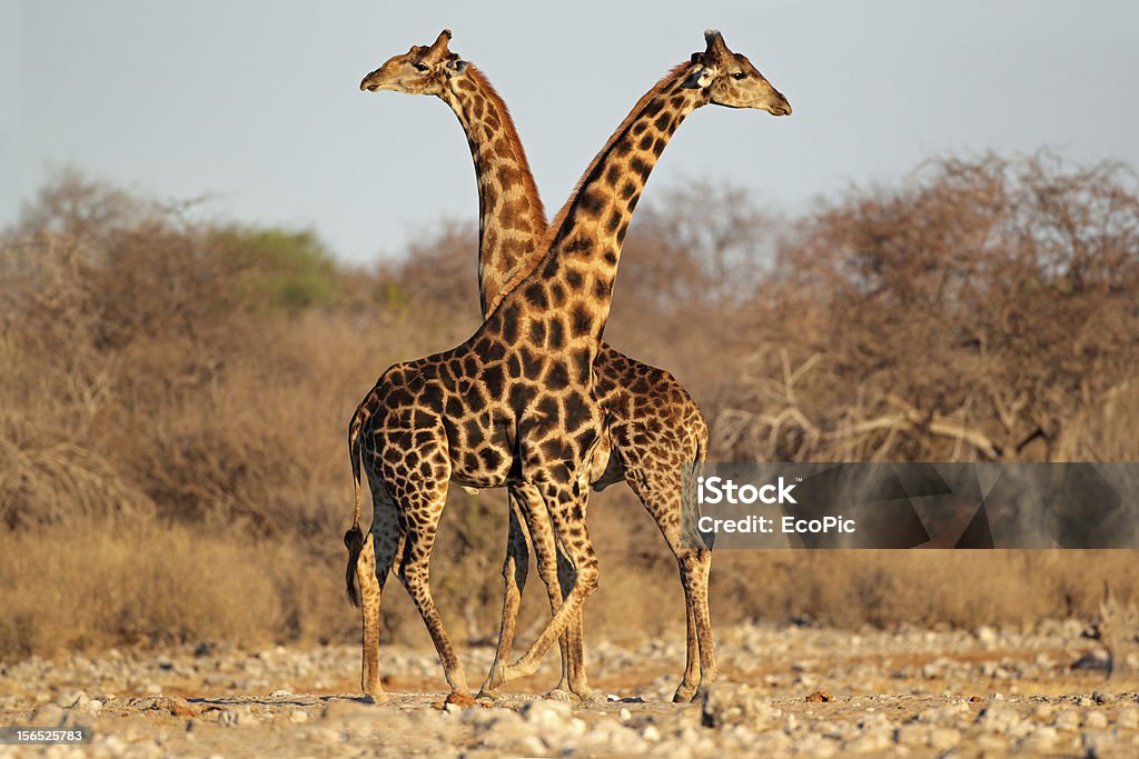 Giraffa bulls - Foto stock royalty-free di Africa
