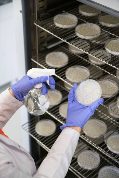 istock Plant seeds grown in a controlled environment laboratory 1565258552