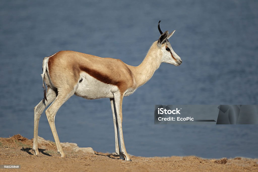Springbok Antilope - Photo de Afrique libre de droits