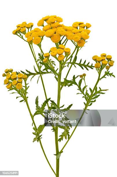 Rainfarn Blumen Stockfoto und mehr Bilder von Baumblüte - Baumblüte, Blatt - Pflanzenbestandteile, Blume