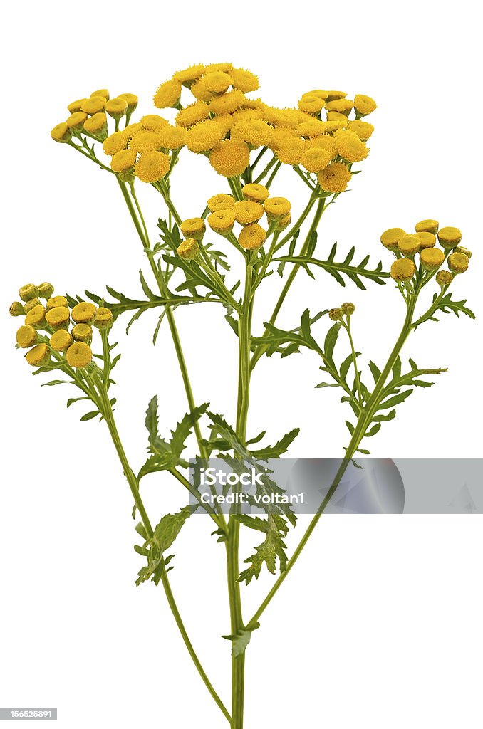 Пижма обыкновенная (Tanacetum Vulgare) цветы - Стоковые фото Без людей роялти-фри