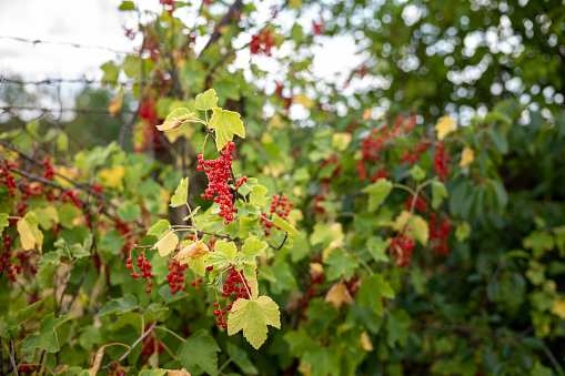 Fresh red currants on a bush in summer day outdoors. Healthy nutrition vitamins freshness.