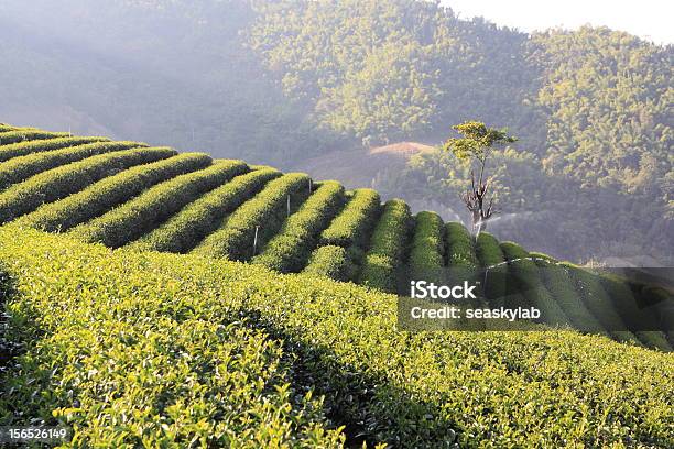 Campo De Chá - Fotografias de stock e mais imagens de Agricultura - Agricultura, Ao Ar Livre, Camellia sinensis