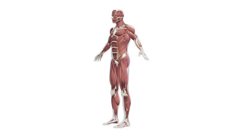 Anatomy of the Human Muscle System