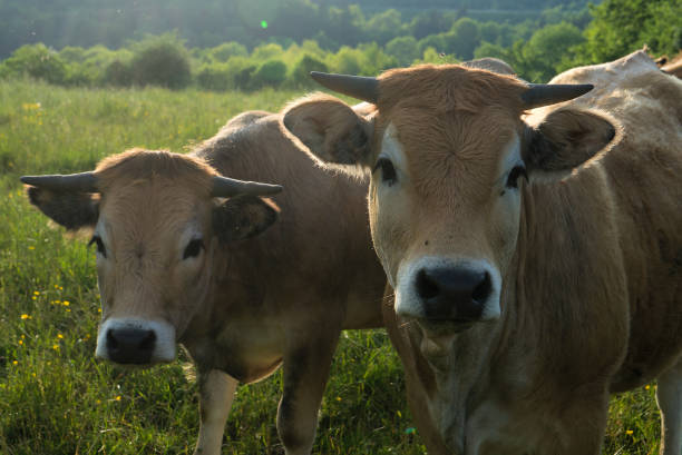istock Aubrac cows, in their meadow in Auvergne 1565265069