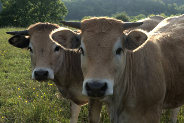 istock Aubrac cows, in their meadow in Auvergne 1565265086