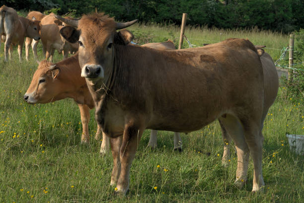 istock Aubrac cows, in their meadow in Auvergne 1565265102