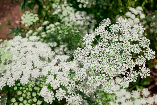 Big white field flower Ammi majus. Bullwort, Queen Anne lace