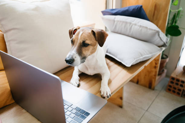 istock dog using computer lying on wooden bench in pet friendly coffee house 1565266713