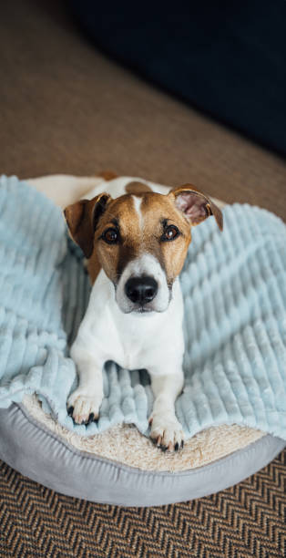 istock Adorable dog Jack Russell terrier resting in comfortable pet bed 1565268106