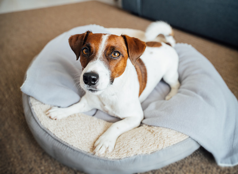 Cute dog lying on pet bed looking up. Enjoying comfortable bed for dogs with grey blanket. Home with pet