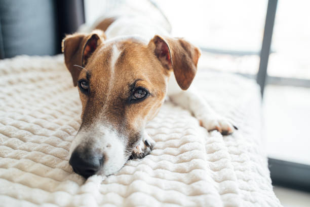 istock Pet Jack Russell terrier face lying down on sofa in front of the window 1565270396