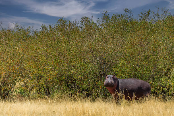 Hippopotamus feeding under the sunny and warm weather