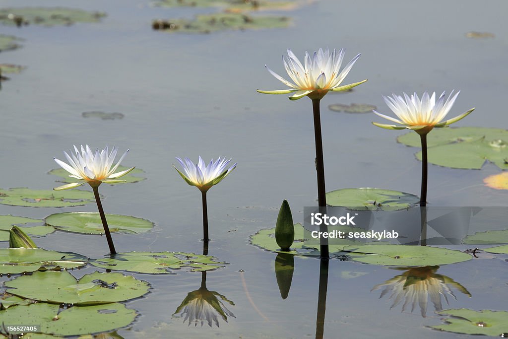 Bela Lotus (lírio d'água - Foto de stock de Amarelo royalty-free